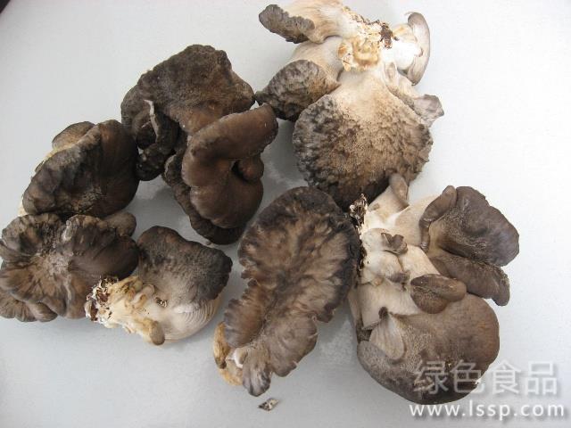Malformation of Pleurotus ostreatus is mainly due to improper management, how to prevent and cure the disease of Pleurotus ostreatus.