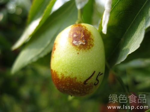 Comprehensive control measures of jujube rotten fruit disease with soft jujube meat and wine, smelly mildew and sour taste