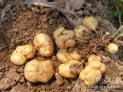 Malformed Potato affects Commodity how to reduce the deformed rate of Potato