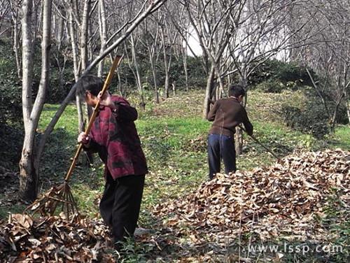 Key points of winter management of chestnut orchard with deep ploughing and fertilization