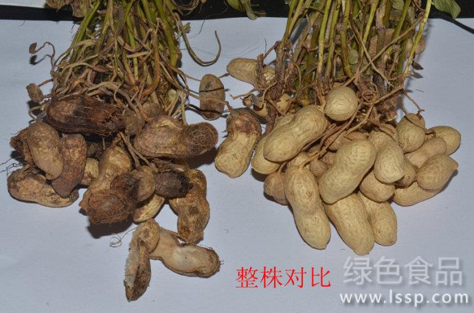 Rain Water is prone to Peanut Fruit Rot how to Control Peanut Fruit Rot