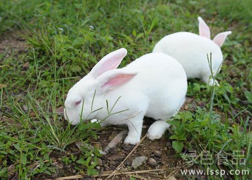 How to prevent and cure the accumulated food disease of young rabbits after feeding