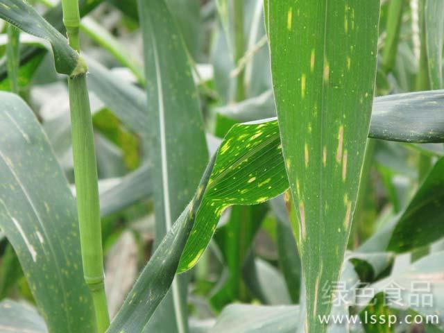 How to control corn leaf blight caused by big and small leaf blight