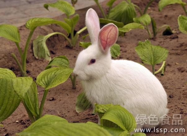 Reasonable feeding is conducive to rabbit growth. How to feed rabbits reasonably?