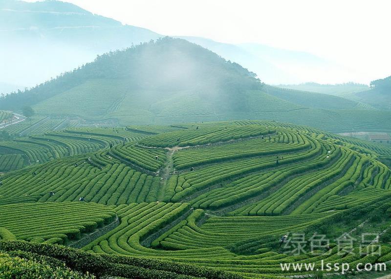 Key points of Management techniques for promoting High-yield Tea Garden in Autumn and Winter