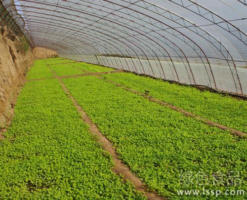 Causes and improvement methods of soil deterioration in vegetable field