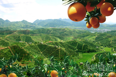 Effective management techniques for promoting the growth of orchards in Sichuan in autumn