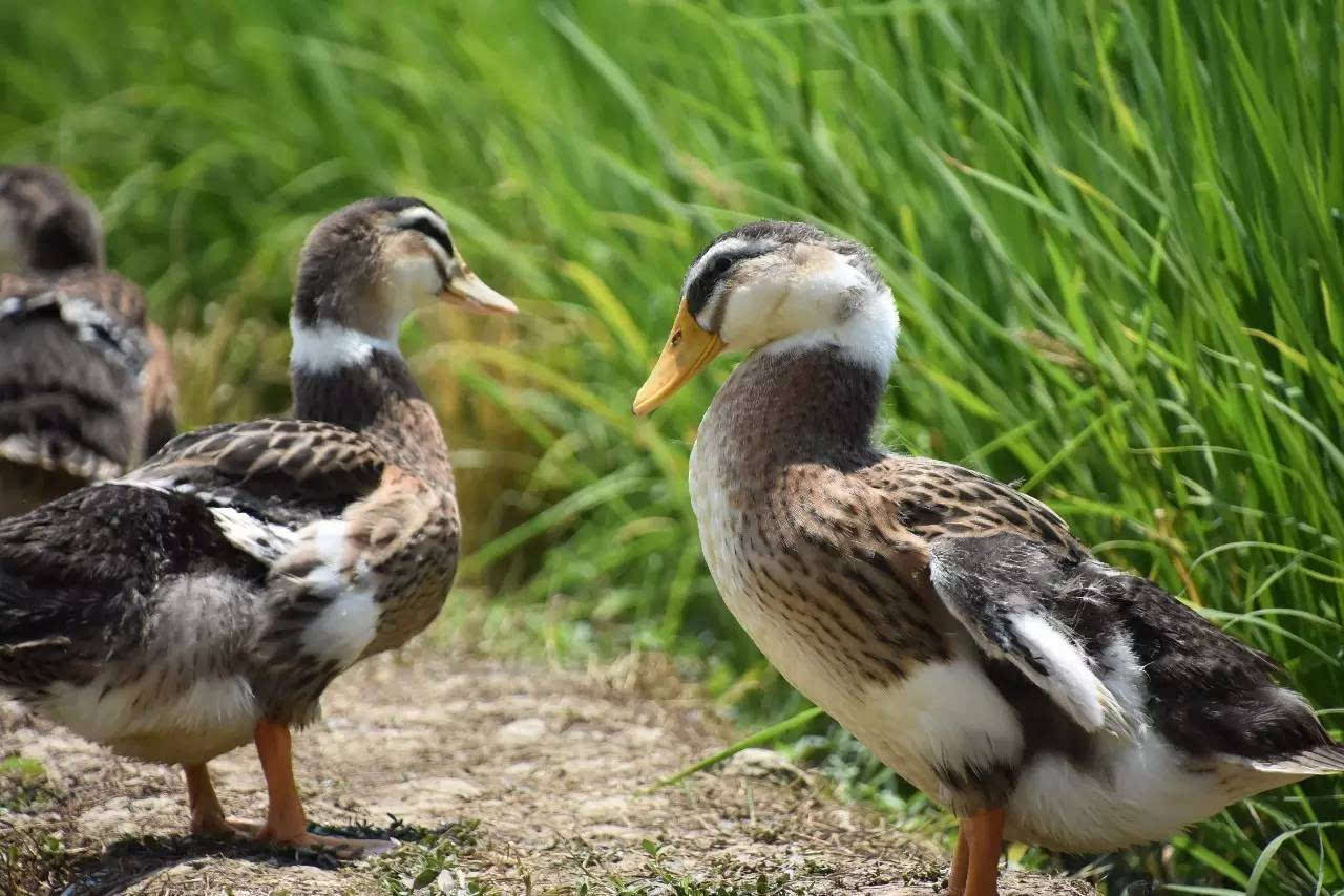 What technical details should be paid attention to in raising ducks in rice fields?
