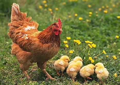 Key points of restricted feeding of breeder chickens and skills of restricted feeding of breeder chickens