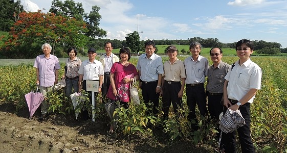 Soybeans revived and added a new force, high-protein Tainan No. 10 came out.