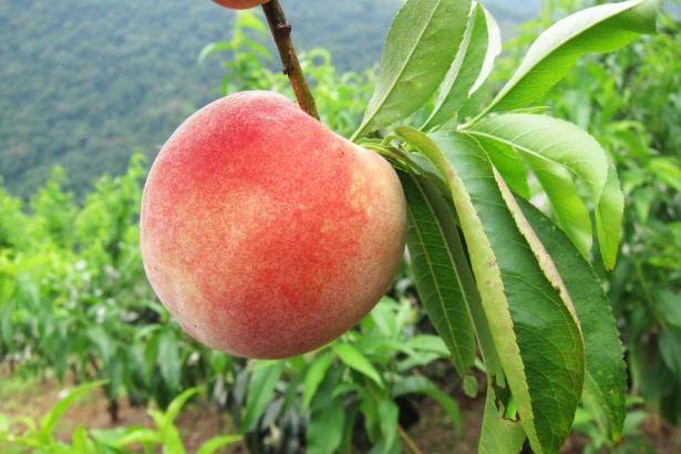 The taste of the Beginning of Summer, the pre-order of May peaches from the Biya tribe begins!