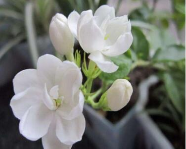 I. methods of cultivating jasmine flowers