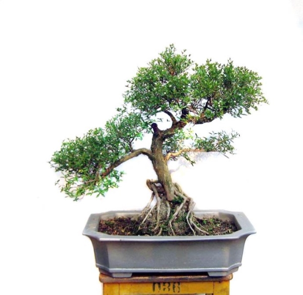 The method of making bonsai of June snow