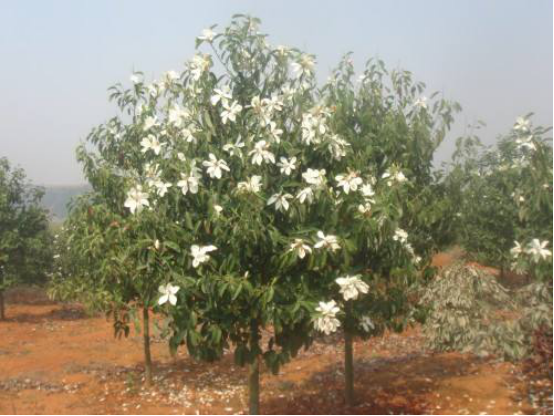 Disease and insect control of Michelia mollissima at seedling stage
