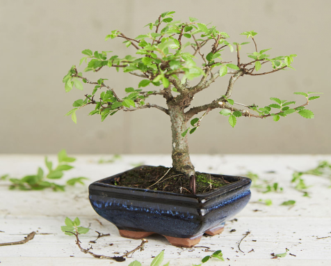 Key points of conservation of elm bonsai
