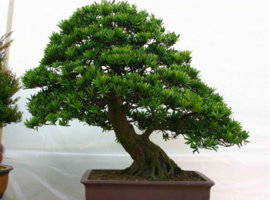 How to raise elm bonsai?