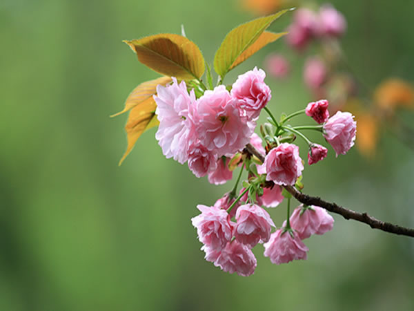 What diseases and insect pests do Japanese cherry trees suffer from?
