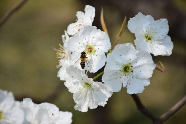 Matters needing attention in culturing pear trees