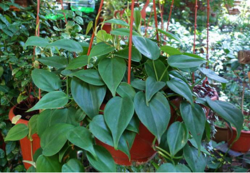 Is it appropriate to plant heart leaf vine at home?
