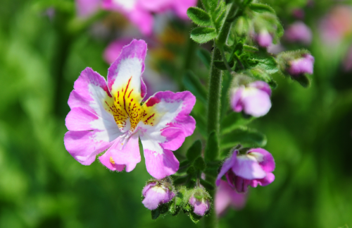 Sowing and propagation of moth, butterfly and flower