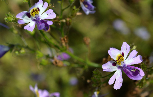 The breeding methods of moth, butterfly and flower