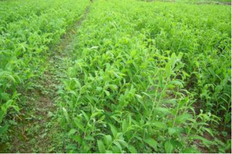 Culture methods of Polygonatum odoratum