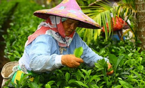 Is it better to pick tea in the morning or in the afternoon? When is the best time for tea to be picked? what is the third or fifth tea?