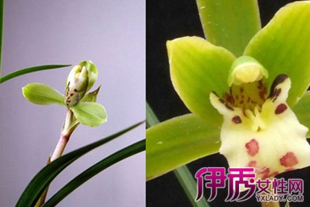 Understand the differences in orchid breed culture.