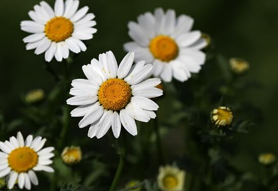 How to grow white chrysanthemum? the planting method / survival rate of white crystal chrysanthemum is as high as 90%.