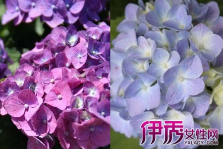 It is not difficult to know the characteristics and growth habits of eight Immortals and to cultivate flowers and plants.