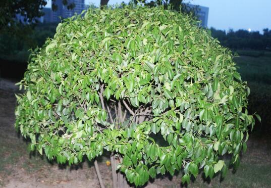 What should we do if holly grows insects? pest control of holly / 2 insect pests 2 diseases