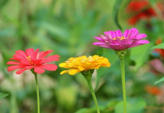The best month to sow zinnia seeds, the planting method of zinnia / planting from April to June