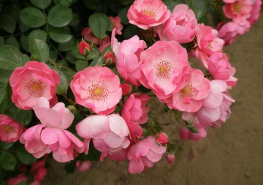 What to do if the rattan rose grows worms? pest control of Fujimoto rose / 2 insect pests 2 diseases