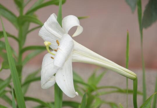 What to do with the growth of insects in musk lilies? control of diseases and insect pests of musk lilies / 2 insect pests 2 diseases