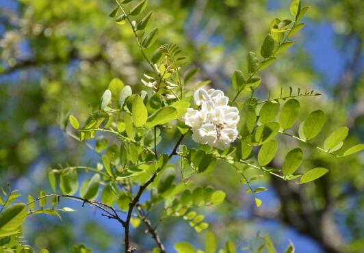 What should we do if the locust flower grows insects? pest control of Sophora japonica flower / 2 insect pests 2 diseases