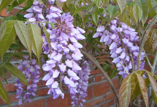 Wisteria flower worms how to do, wisteria flower pest control / 2 insect pests 2 diseases