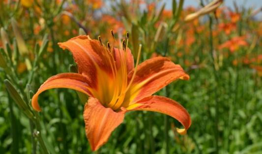 Pest control of day lilies, 3 insect pests / 3 diseases / environmental hygiene is the key to prevention.