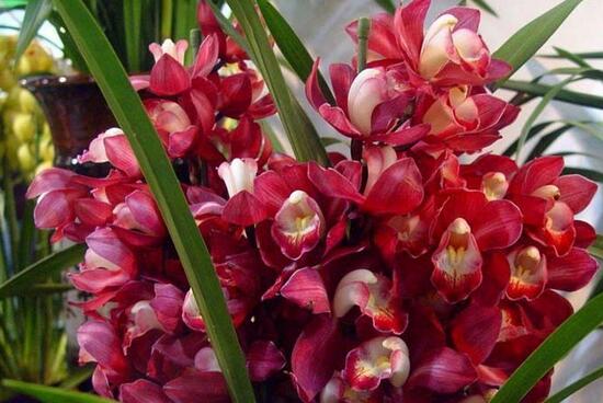 How to propagate Cymbidium grandiflora? two propagation methods / ramets of Cymbidium are the most practical.