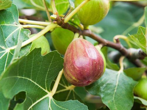 What about fig worms? disease and pest control of figs / 1 pest 3 diseases