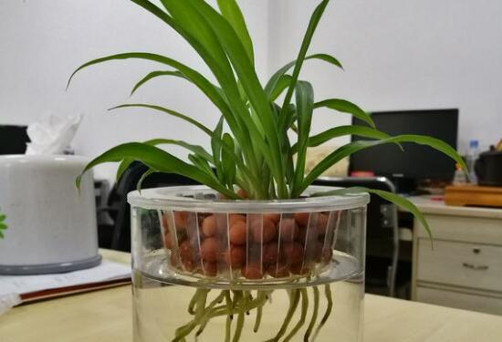 Can the green-leaf orchid be hydroponically cultured? the hydroponic method of the green-leaf orchid / change the water once every 3 days.