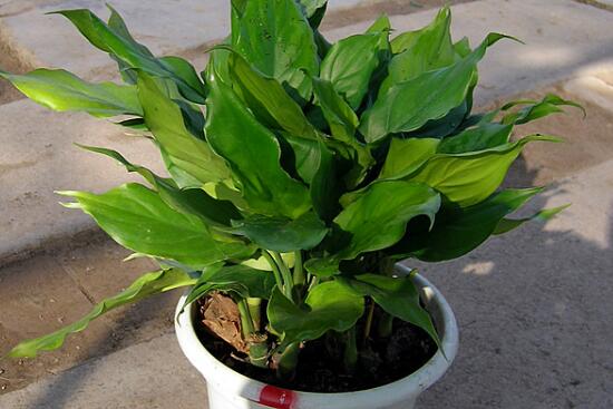 How to water Guangdong evergreen? how often is Guangdong evergreen watered / once a week?