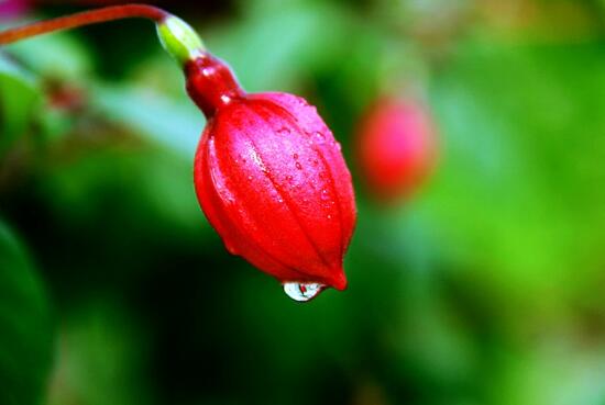 How to water the lantern flowers, the watering method of the lantern flowers (see dry see wet / water thoroughly)