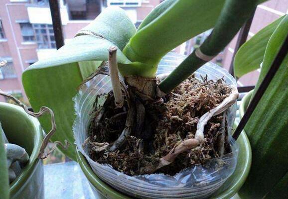 The breeding method of Phalaenopsis, learn 4 tricks to make you spend less money.