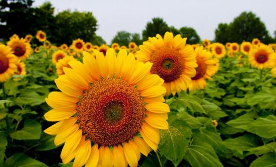 When sunflower is sown, the breeding method / seed selection of sunflower is very important.