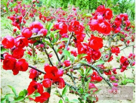 How to urge begonia to blossom during the Spring Festival