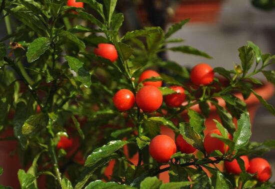 How to trim the winter coral, the method of pruning the winter coral / pruning the fruit after ripening