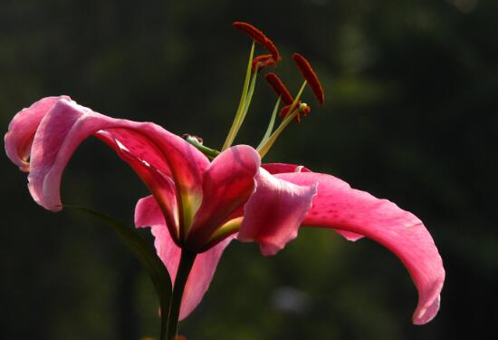 Perfume lily leaves yellowing how to do, appropriate watering reasonable fertilization / pest spraying