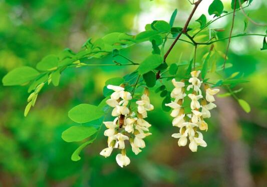 How to raise potted Sophora japonica flowers, breeding methods and precautions / sufficient light