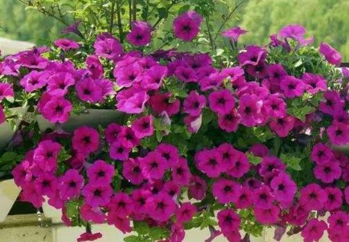 How to fertilize Petunia, Petunia fertilization method / Fertilizer is light rather than thick / thin Fertilizer is the main method.