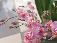 < b > how to raise Oncidium-popular science knowledge < / b >